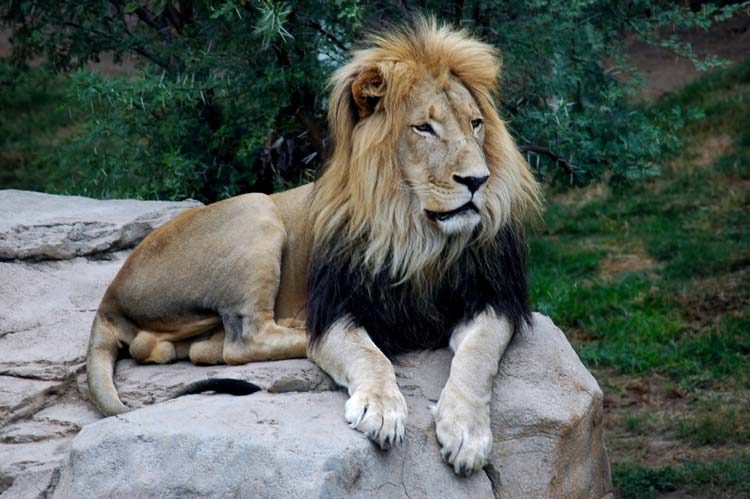Cambio Climatico y Fauna