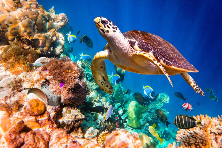 Tortuga Carey