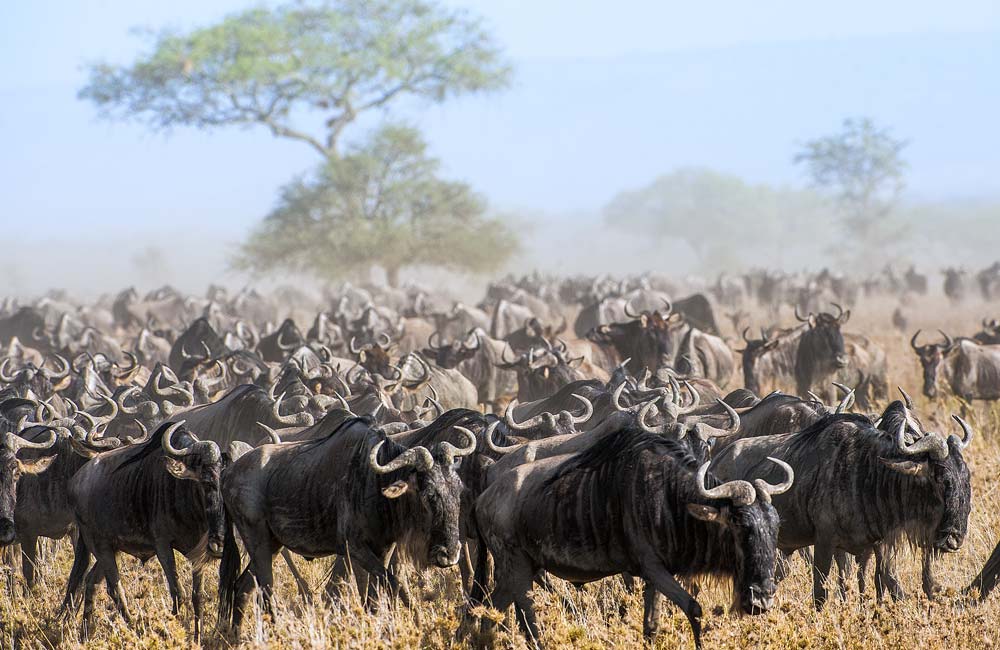 Seasonal Safari Adventures: Best Times to Visit South Africa for Wildlife Viewing