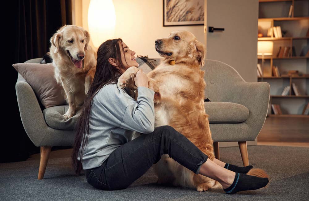 Claves esenciales para proteger a tu mascota en casa y en la calle