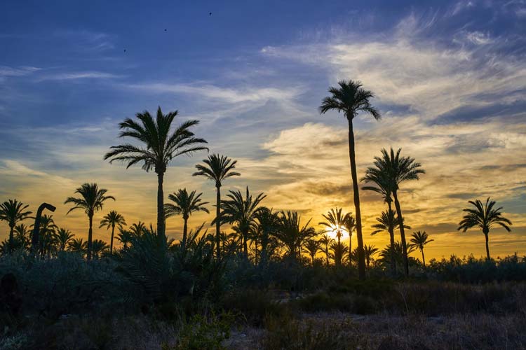 Huerto de Palmeras, Elche