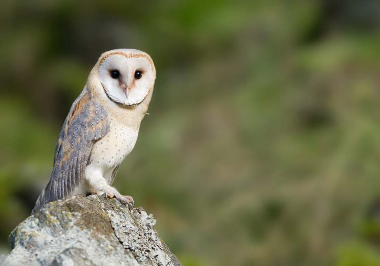 Lechuza Común (Tyto alba)