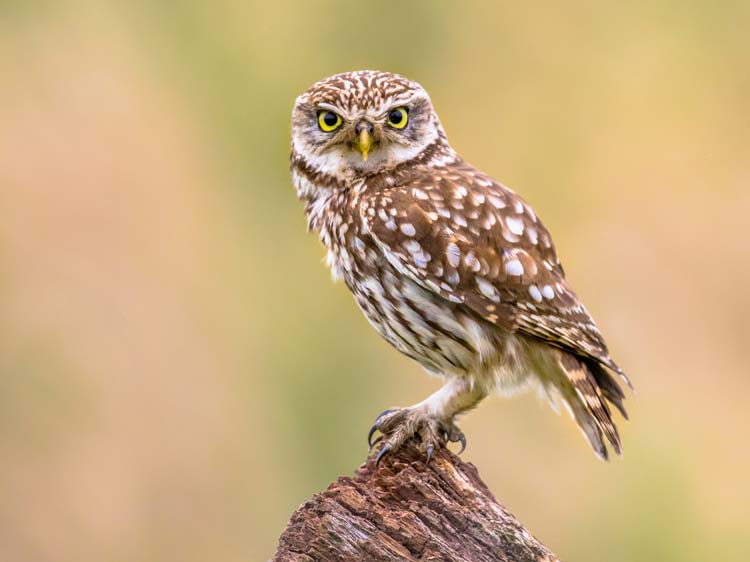 Mochuelo Europeo (Athene Noctua)