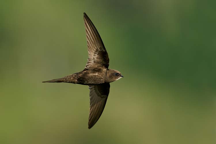 Vencejo Comun (Apus Apus)
