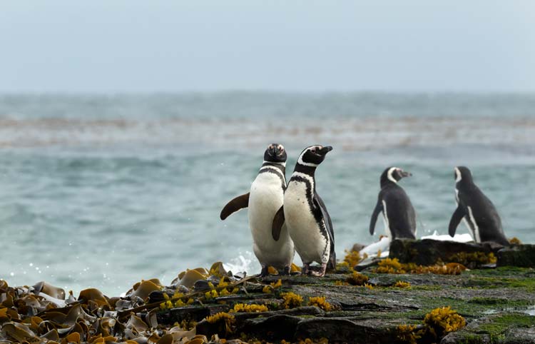 Pingüino Magallánico
