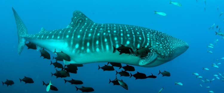 Tiburón Ballena