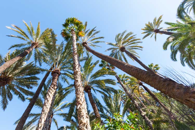 palmeral de elche historia patrimonio