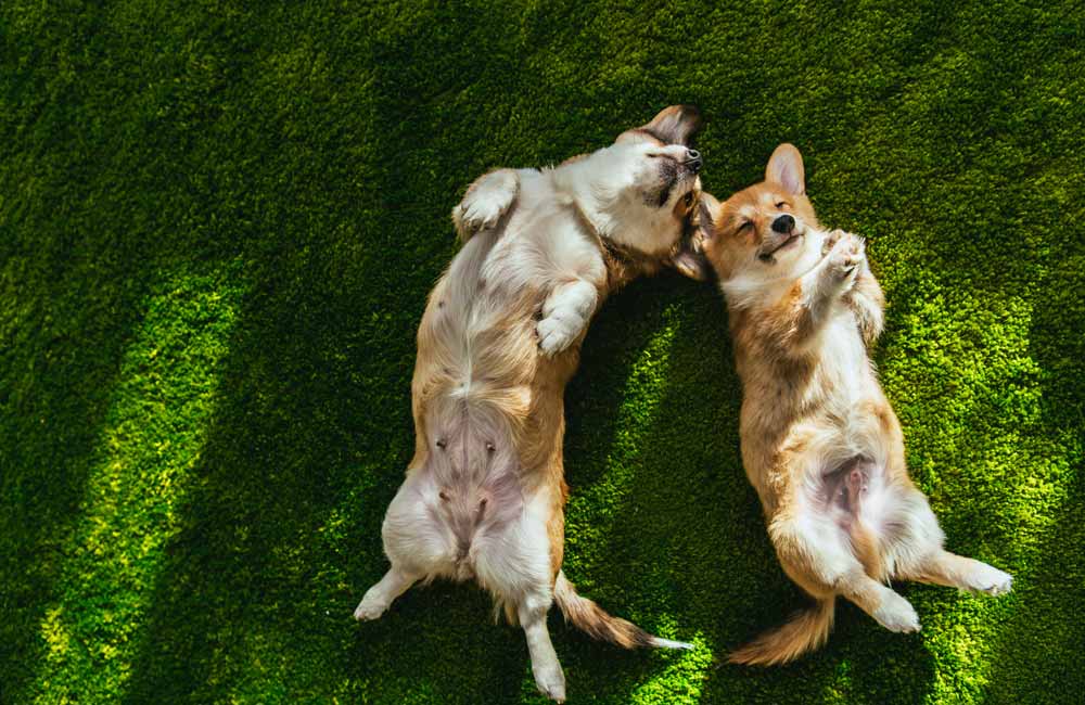 Parques y lugares para llevar a nuestro perro en Elche