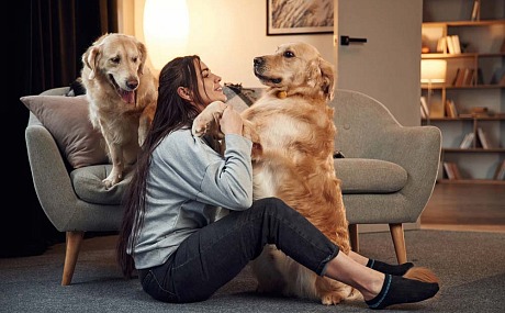 Claves esenciales para proteger a tu mascota en casa y en la calle